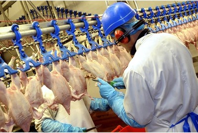 Poultry hanger with experience (Belgium)